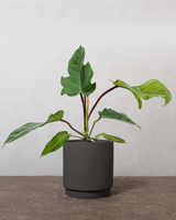 Philodendron Squamiferum - 30-50 cm