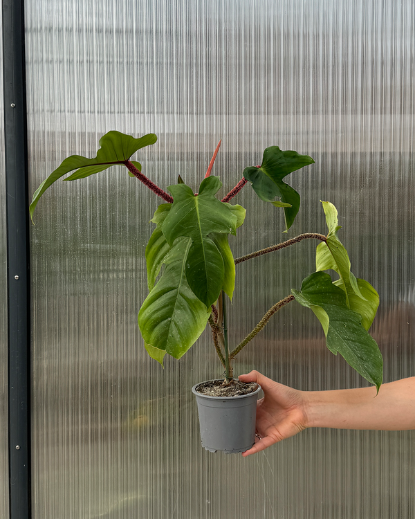 Philodendron Squamiferum - 30-50 cm