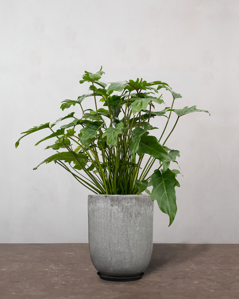 Philodendron Xanadu - 70-90 cm
