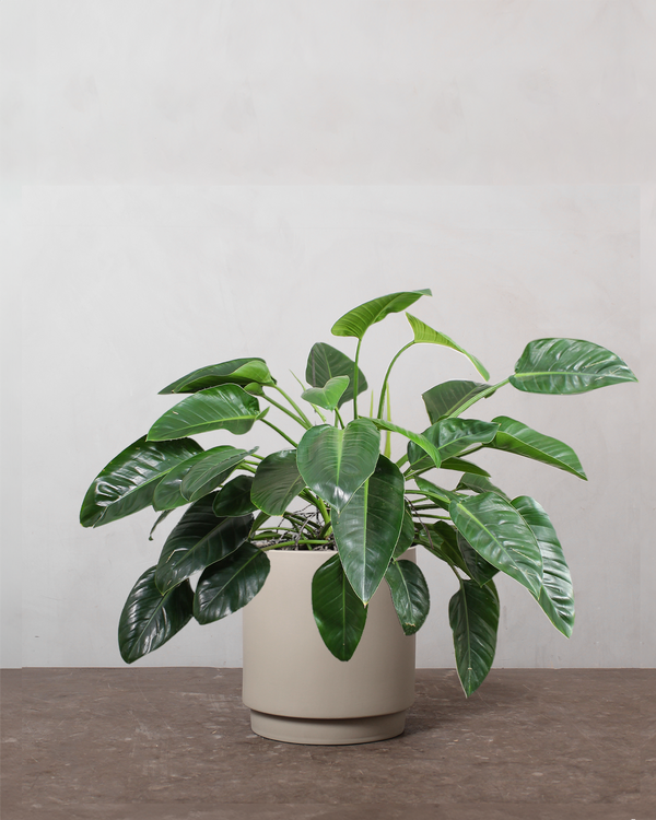 Philodendron 'Congo' - 80-100 cm