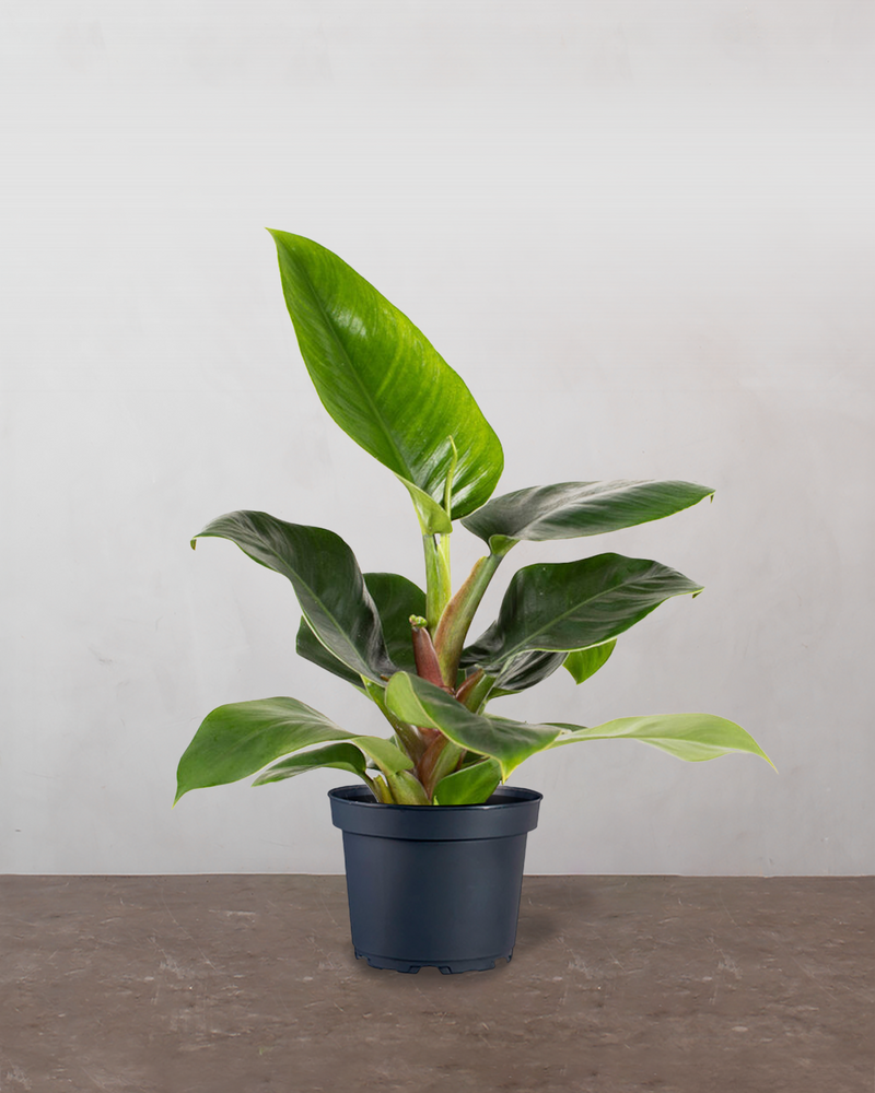 philodendron imperial green price Philodendron Imperial Green