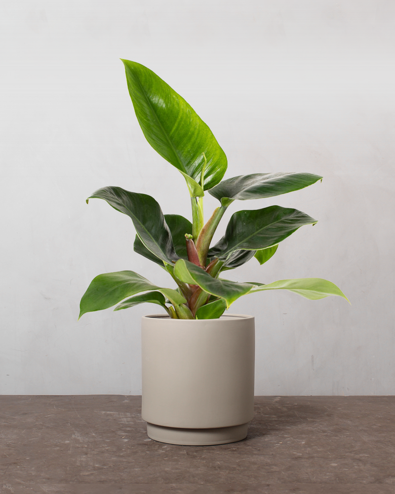 philodendron imperial green light Philodendron Imperial Green