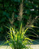 Pibegræs, Molinia arundinacea 'Transparent'