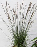 Pibegræs, Molinia caeruleumssp. arun. 'Black Arrows'