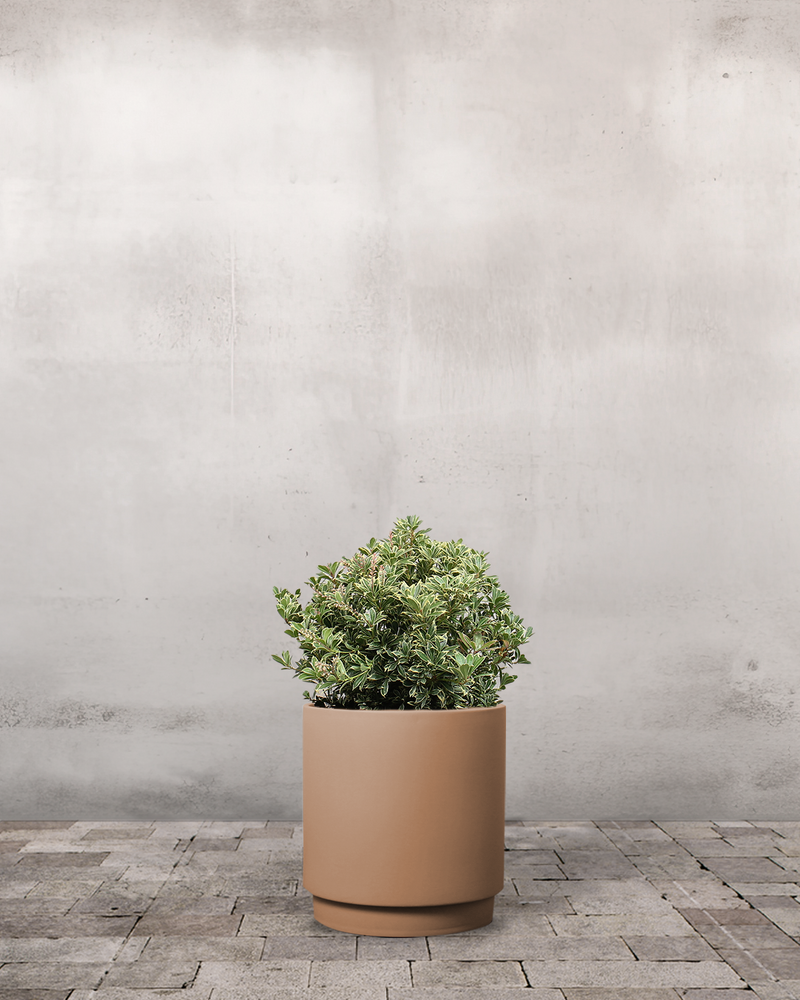 Pieris Japonica 'Little Heath' - 40-60 cm