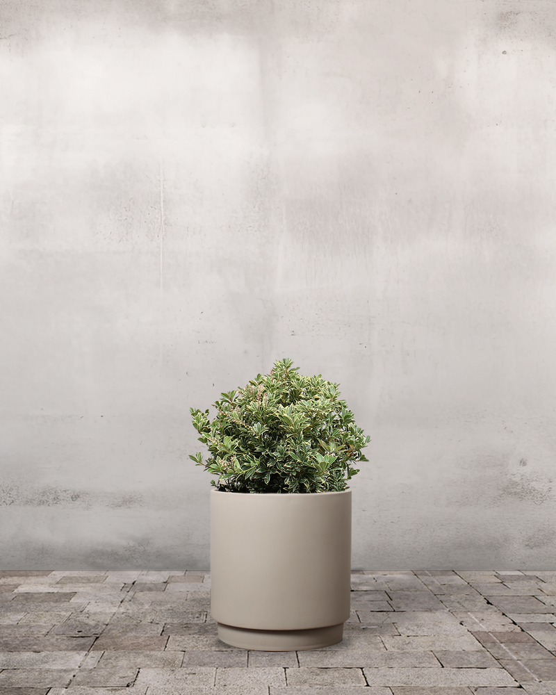Pieris Japonica 'Little Heath' - 40-60 cm