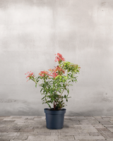 type=Ingen krukke/color=Ingen farve