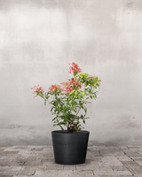 type=Greenify Udendørskrukke/color=Sort