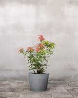 type=Greenify Udendørskrukke/color=Grå