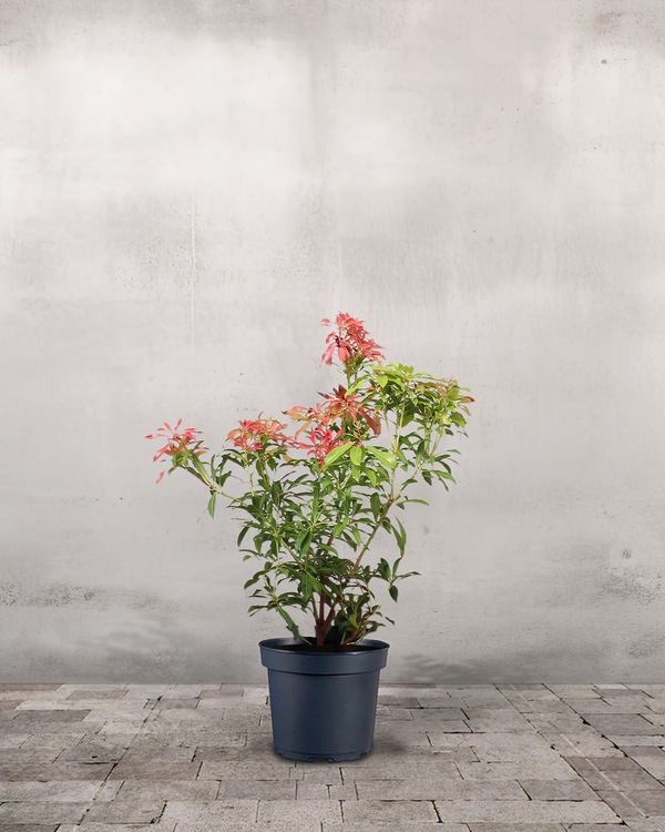 Pieris Japonica 'Forest Flame' - 40-60 cm