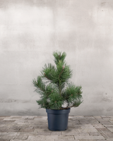 Pinus Uncinata - 70-90 cm