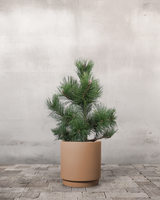 Pinus Uncinata - 70-90 cm