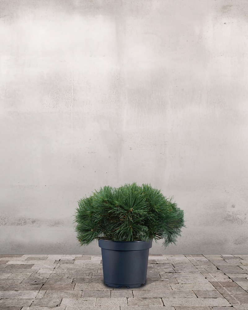 Pinus Strobus 'Minuta' - 30-50 cm