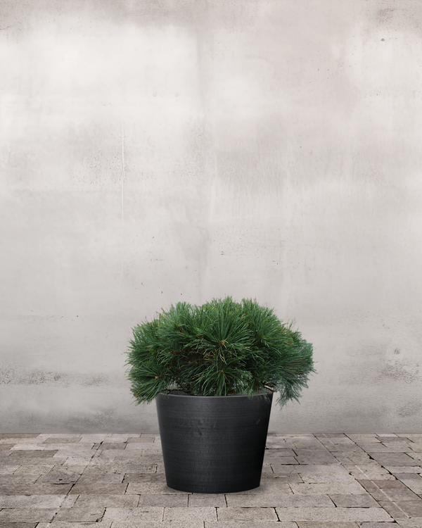 Pinus Strobus 'Minuta' - 30-50 cm