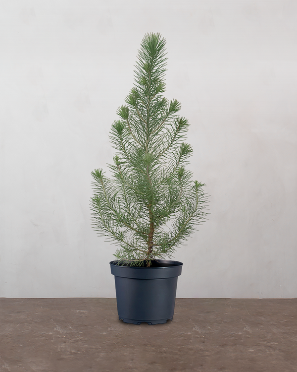 Pinus Pinea 'Silver Crest' - 35-50 cm