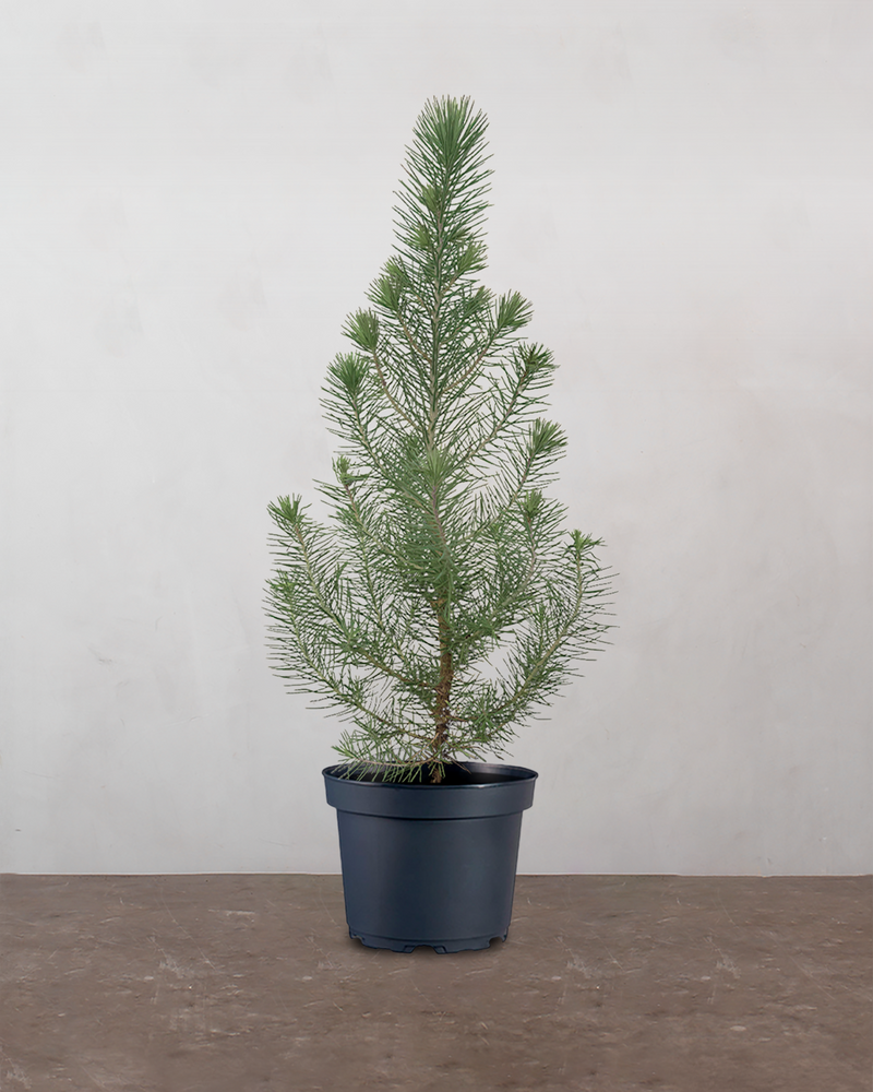Pinus Pinea 'Silver Crest' - 35-50 cm