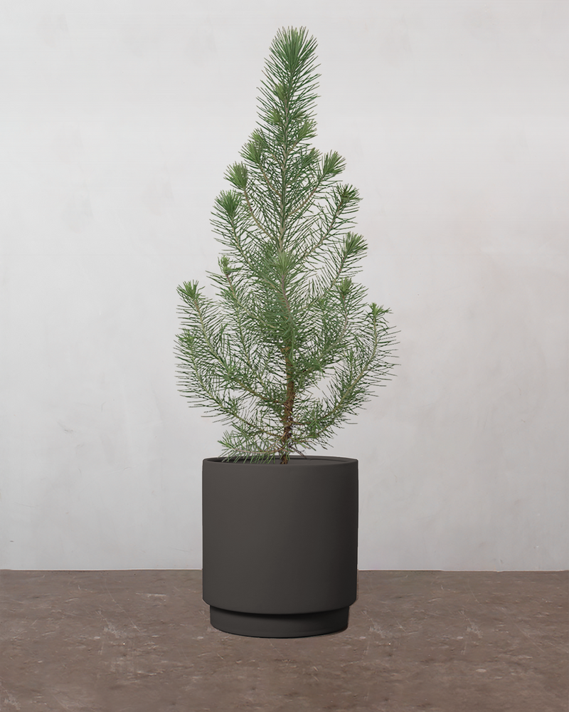Pinus Pinea 'Silver Crest' - 35-50 cm