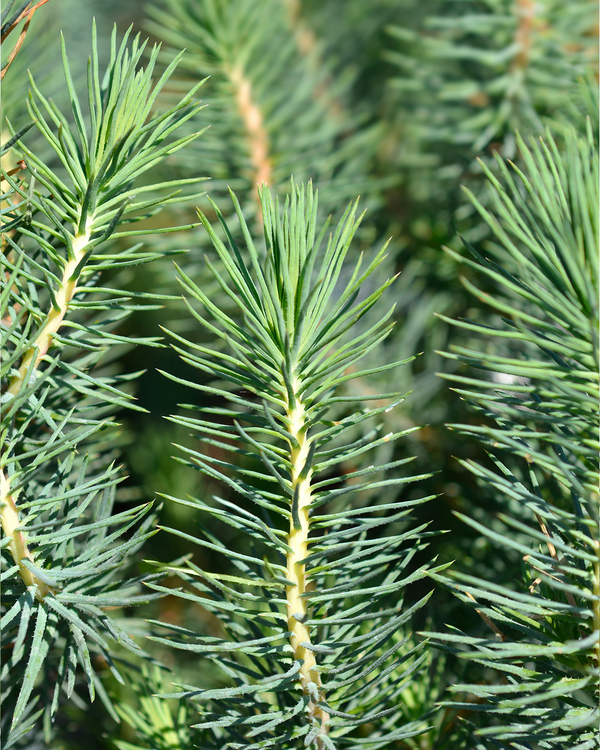 detalje