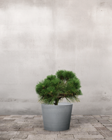 Pinus Thunbergii 'Maijima' - 50-70 cm