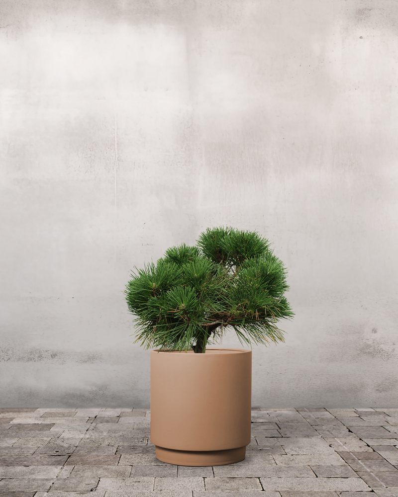Pinus Thunbergii 'Maijima' - 50-70 cm