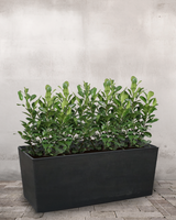 type=Greenify Plantekasse/color=Sort