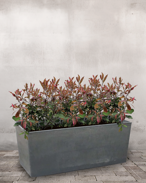 Glansmispel 'Pink Marble' - Plantekasse m. hjul & vandreservoir - 70-90 cm