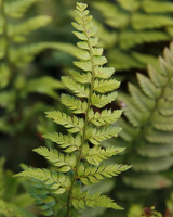 Polystichum Tsus Simense, Skjoldbregne - 20-40 cm