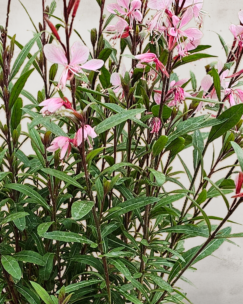 Pragtkærte - Gaura Lindheimeri 'Butterflies' - 60-80 cm