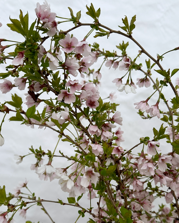 Prydkirsebær Prunus Kojou No-mai - 120-140 cm