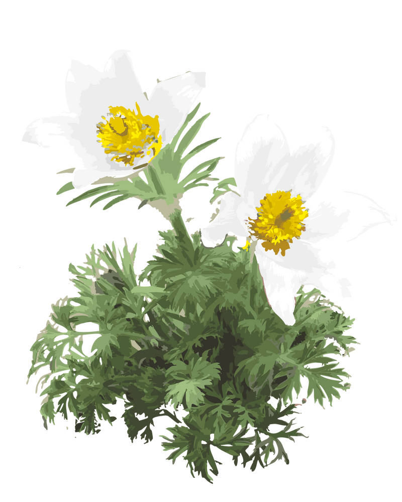 Kobjælde, Pulsatilla Vulgaris 'Alba' - 15-30 cm