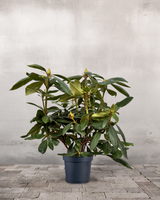 type=Ingen krukke/color=Ingen farve