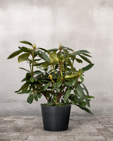 type=Greenify Udendørskrukke/color=Sort