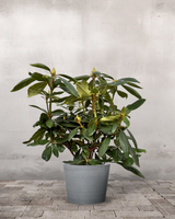 type=Greenify Udendørskrukke/color=Grå