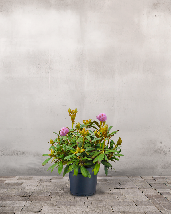Rhododendron, Yakushimanum 'Polaris' - 40-60 cm