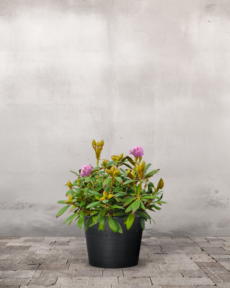Rhododendron, Yakushimanum 'Polaris' - 40-60 cm