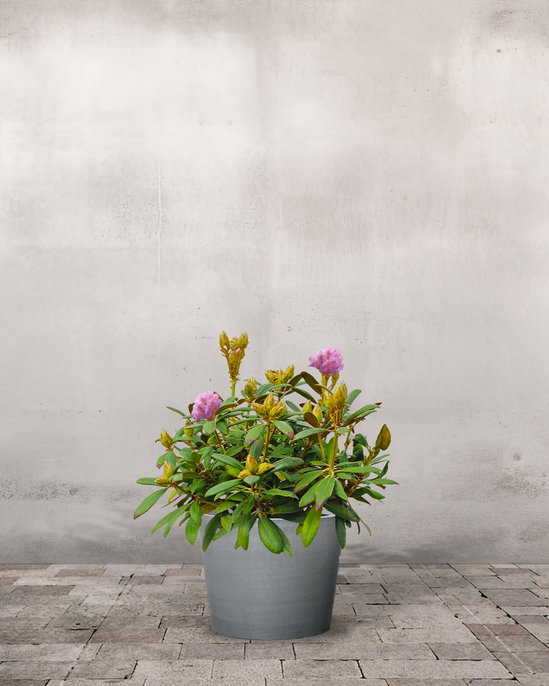 Rhododendron, Yakushimanum 'Polaris' - 40-60 cm