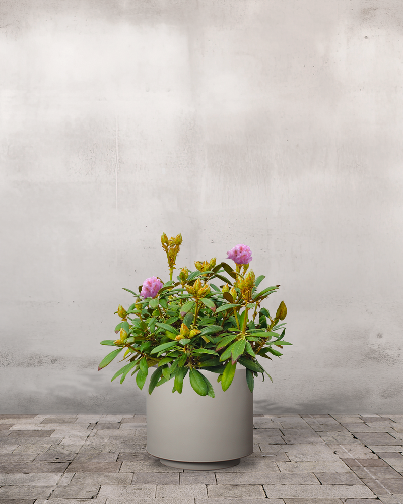 Rhododendron, Yakushimanum 'Polaris' - 40-60 cm