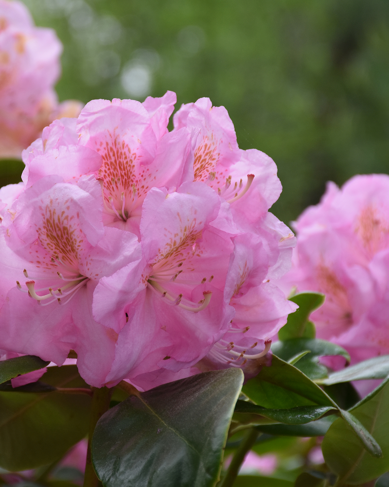 Rhododendron, Yakushimanum 'Polaris' - 40-60 cm