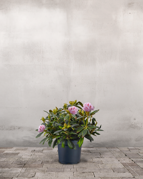 Rhododendron, Yakushimanum 'Silberwolke' - 60-80 cm