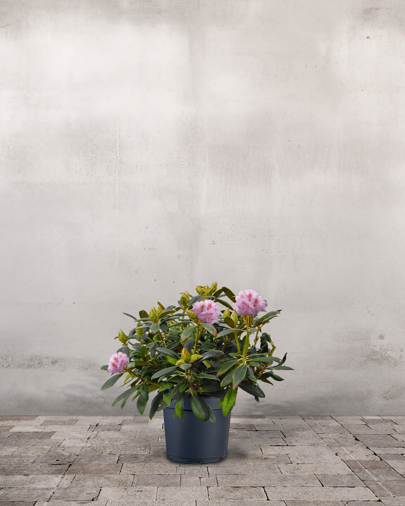 Rhododendron, Yakushimanum 'Silberwolke' - 60-80 cm