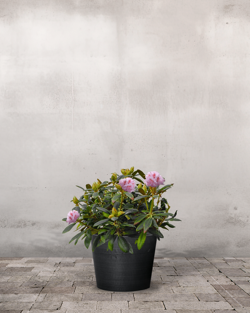 Rhododendron, Yakushimanum 'Silberwolke' - 60-80 cm