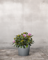 Rhododendron, Yakushimanum 'Silberwolke' - 60-80 cm
