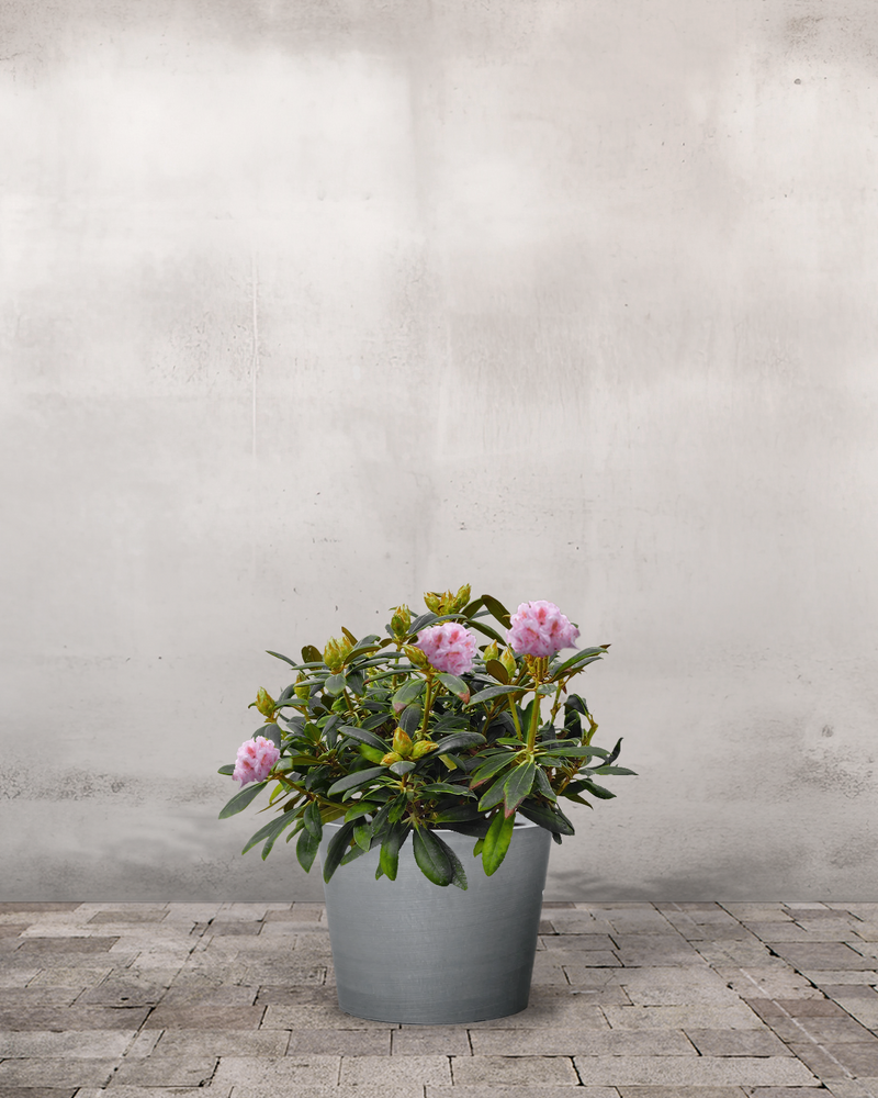 Rhododendron, Yakushimanum 'Silberwolke' - 60-80 cm