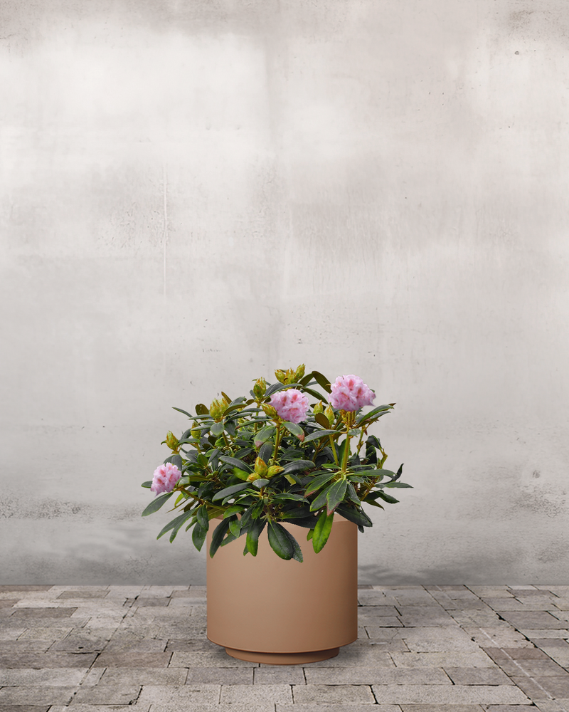 Rhododendron, Yakushimanum 'Silberwolke' - 60-80 cm