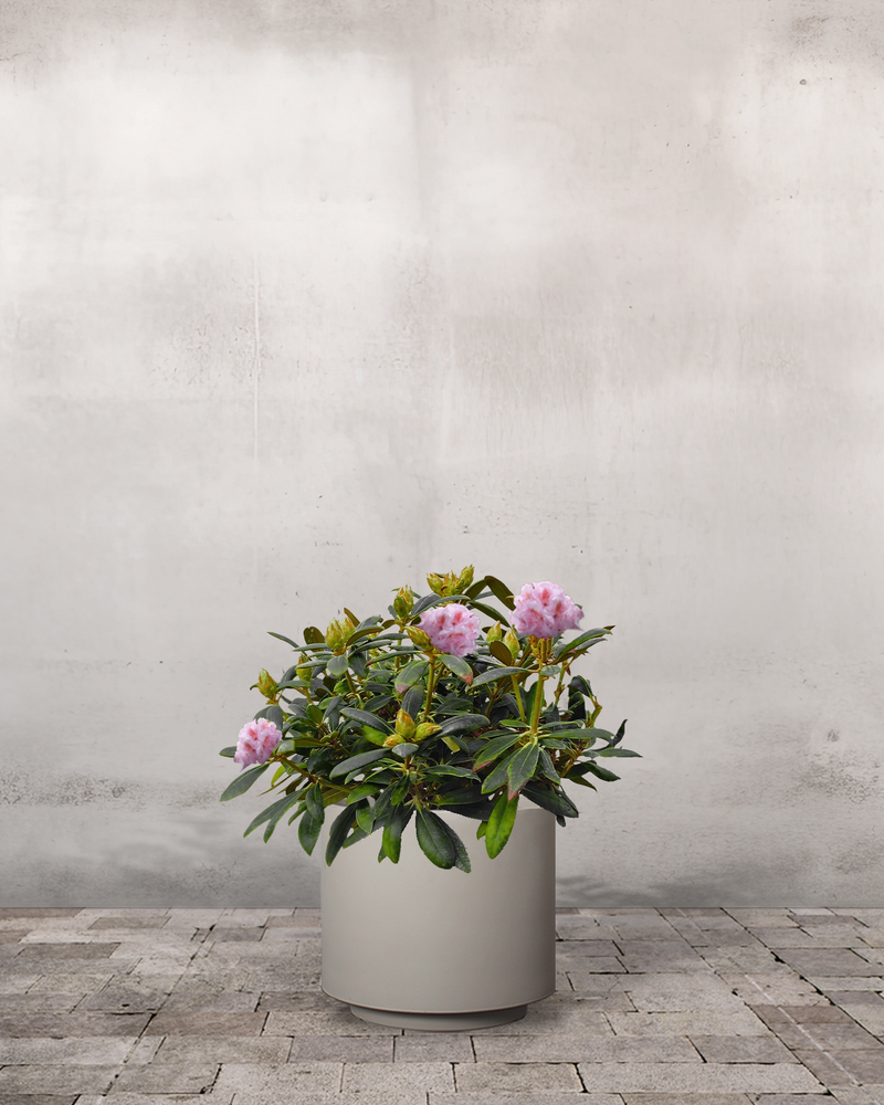 Rhododendron, Yakushimanum 'Silberwolke' - 60-80 cm