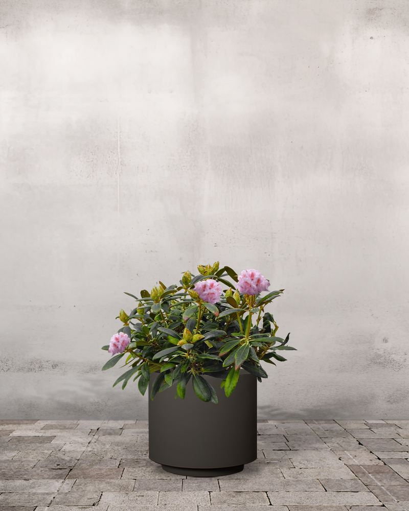 Rhododendron, Yakushimanum 'Silberwolke' - 60-80 cm