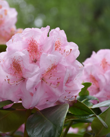 Rhododendron, Yakushimanum 'Silberwolke' - 60-80 cm