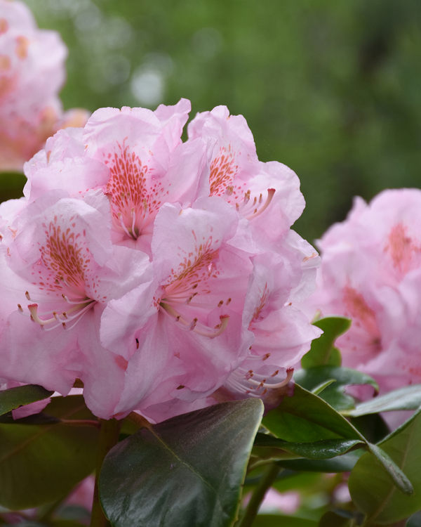 Rhododendron, Yakushimanum 'Silberwolke' - 60-80 cm