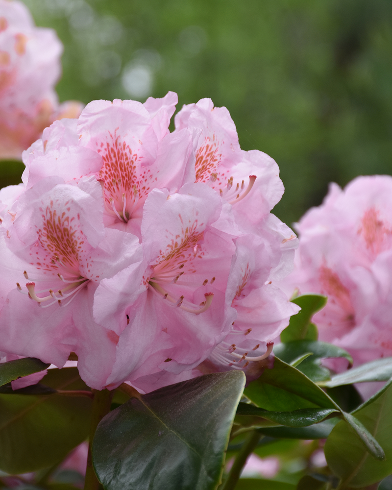 Rhododendron, Yakushimanum 'Silberwolke' - 60-80 cm