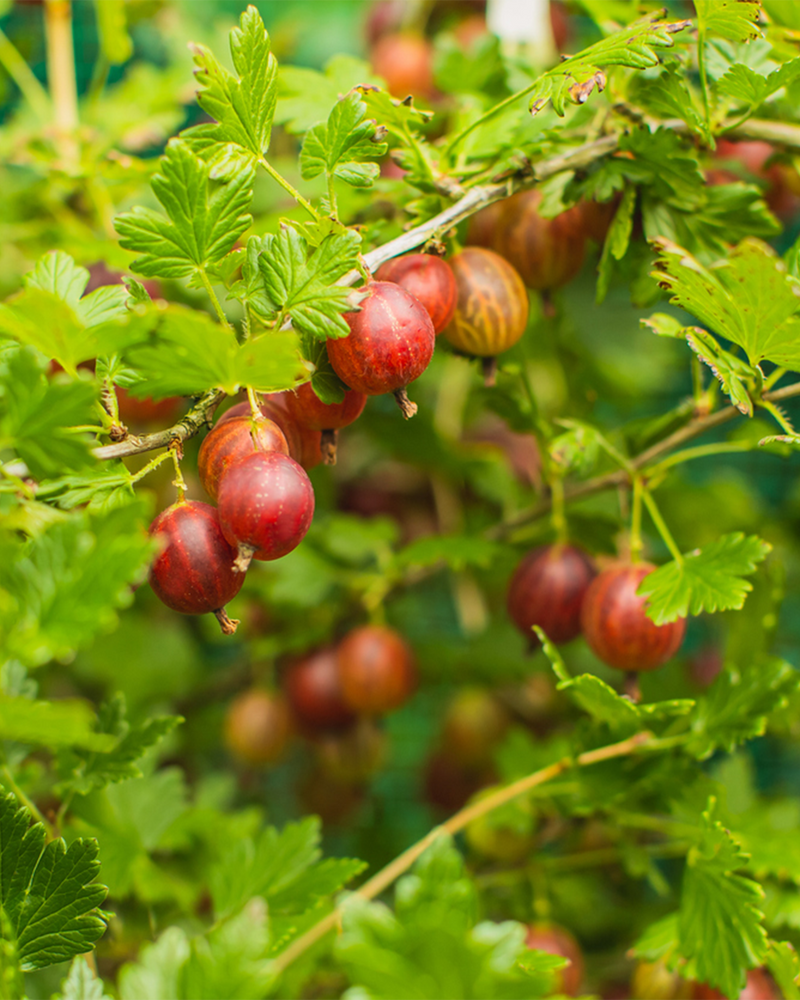 Stikkelsbær, Ribes Uva Crispum 'Larell' - 60-80 cm